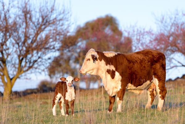 Hereford cow and calf